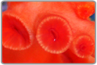 Ultra Orange Sun Polyp Coral - Cultured